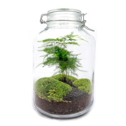  Jar Bonsai - Planten Terrarium Weckpot - DIY kit - Ecosysteem plant - Ø 18 cm ↑ 28 cm

