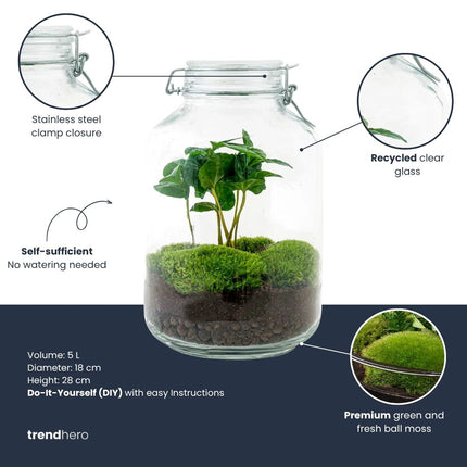  Jar Bonsai - Flaschengarten - DIY Terrarium mit Pflanzen im Glas - Ø 18 cm ↑ 28 cm