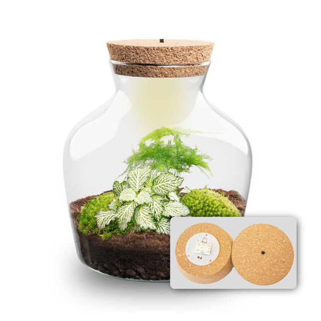 Little Joe Asparagus + Fittonia White Tiger - Terrarium with light - Bottle garden DIY kit - Ø 20 cm ↑ 22 cm