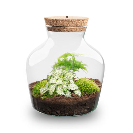 Little Joe Asparagus + Fittonia White Tiger - Terrarium with light - Bottle garden DIY kit - Ø 20 cm ↑ 22 cm