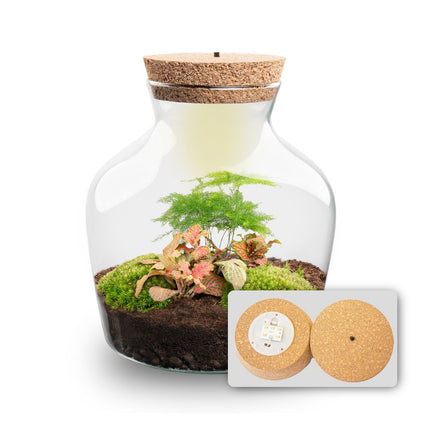 Little Joe Asparagus + Fittonia Ruby Lime - Terrarium ↑ 22 cm Ø 20 cm