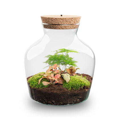 Little Joe Asparagus + Fittonia Ruby Lime - Terrarium ↑ 22 cm Ø 20 cm