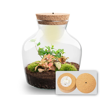 Little Joe Hedera Fittonia Ruby Lime - Terrarium avec lumière - Kit DIY jardin en bouteille - Ø 20 cm ↑ 22 cm