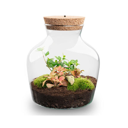 Little Joe Hedera Fittonia Ruby Lime - Terrarium avec lumière - Kit DIY jardin en bouteille - Ø 20 cm ↑ 22 cm