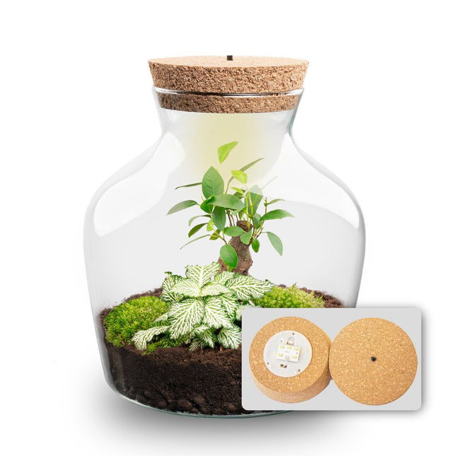 Little Joe Bonsai + Fittonia White Tiger - Planten Terrarium met licht - DIY kit - Ecosysteem plant - Ø 20 cm ↑ 22 cm