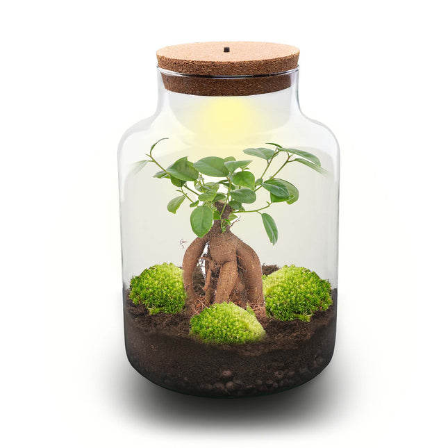 Milky Bonsai - Terrarium with light - Bottle garden DIY kit - Ø 21 cm ↑ 30 cm
