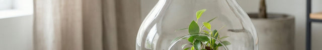 open terrarium bottle garden