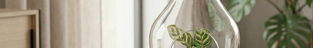 open plant terrarium bottlegarden