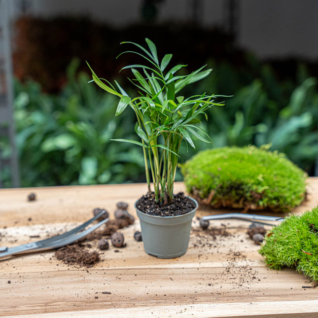 Mini-palm - Cordyline fruticosa 'Purple Compacta' - Terrarium plant