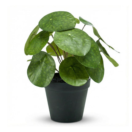 Pilea bush 25 cm in black pot - Artificial plant