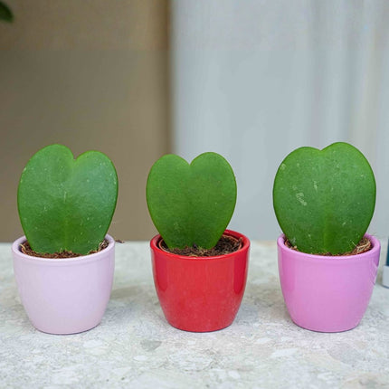 Plant set of 3 with mini pot - Love - Succulents - Pink/Red - Ø 6 cm