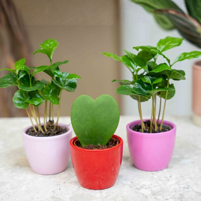 Plant set of 3 with mini pot - Love - Coffea Arabica - Pink/Red - Ø 6 cm