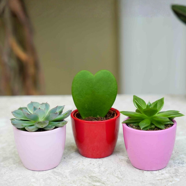 Plant set of 3 with mini pot - Love - Succulents - Pink/Red - Ø 6 cm