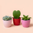 Pflanzen set von 3 mit mini topf - Love - Sukkulenten - rosa/rot - Ø 6 cm