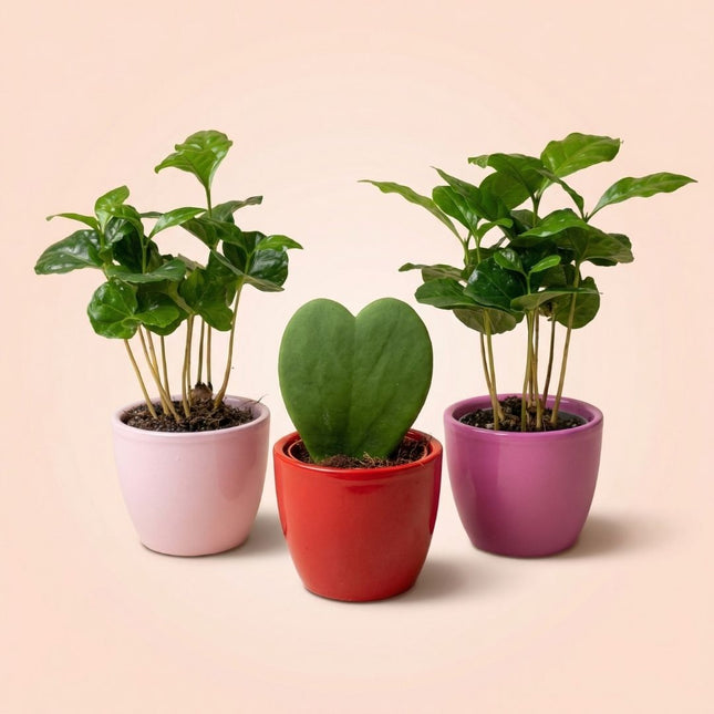Plant set of 3 with mini pot - Love - Coffea Arabica - Pink/Red - Ø 6 cm