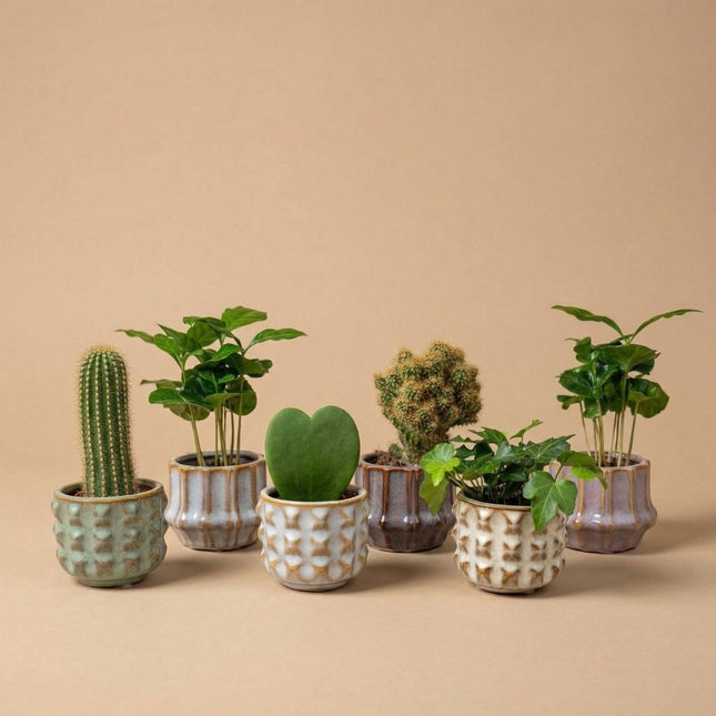Plant set of 6 with pot set San Juan - Cacti Mix - Ø 6 cm
