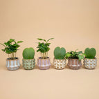 Plant Mix