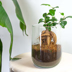 Ficus Ginseng Bonsai / Without heart