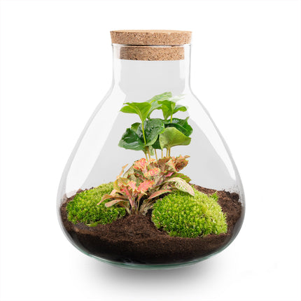 Sammie Coffea Ruby Lime - Terrarium - Kit DIY jardin en bouteille - Ø 22,5 cm ↑ 27 cm