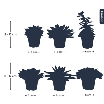 Set de 3 - Succulentes assorties en pots 6 cm - ↑ 8-12 cm