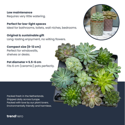 Succulenten Set van 6 in Keramische Mini Potjes San Juan -  ↑ 8–12 cm

