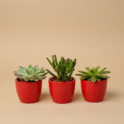 Sukkulenten Set 3er mit rotem Mini-Topf - ↑ 8–12 cm