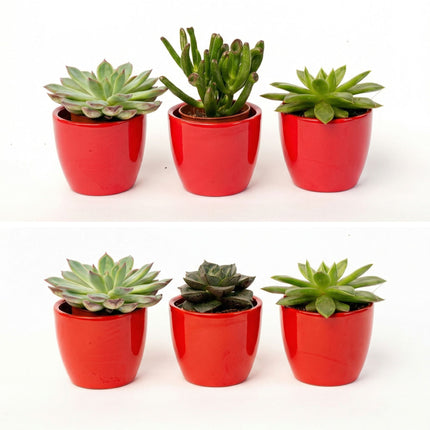 Sukkulenten Set 3er mit rotem Mini-Topf - ↑ 8–12 cm