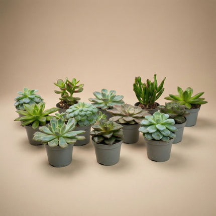 Set de 3 - Succulentes assorties en pots 6 cm - ↑ 8-12 cm