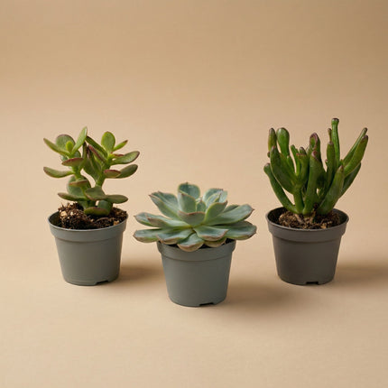 Set de 3 - Succulentes assorties en pots 6 cm - ↑ 8-12 cm