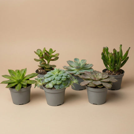 Set de 3 - Succulentes assorties en pots 6 cm - ↑ 8-12 cm