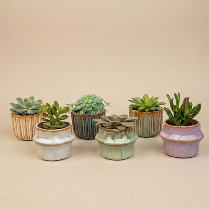 Sukkulenten-Set 6 Stück mit Mini-Keramiktöpfen Barcelona