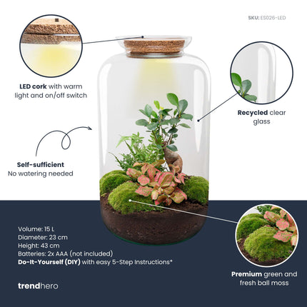 Kit DIY Terrarium • Bonsaï Sven + éclairage LED • Écosystème avec plantes • ↑ 43 cm