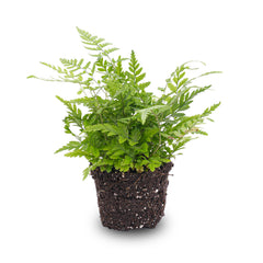 Terrarium plants only