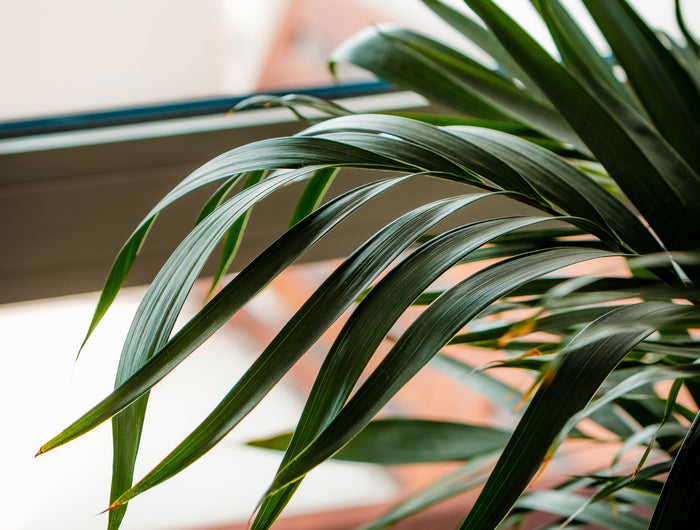 Houseplants
