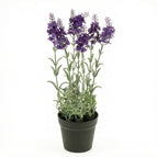 1 plant