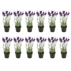 12 plants