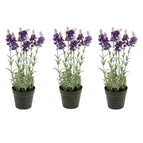 3 plants