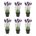 6 plants