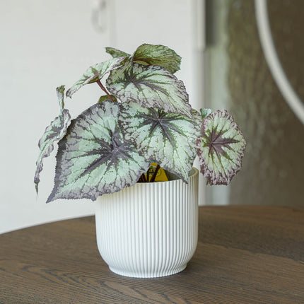 Begonie 26 cm – Kunstpflanze – UV-beständig – Innen & Außen