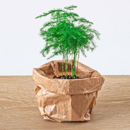 Plant terrarium set - Bonsai - 5 plants - Ficus Ginseng Bonsai - Palm - Asparagus - Red & White Fittonia