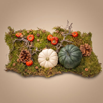 Herfst deco kit met 2 echte Pompoenen Ø 12 cm