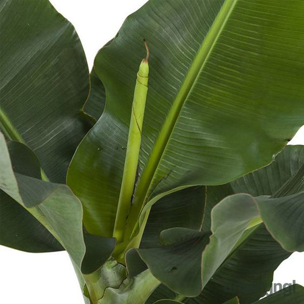 Houseplants