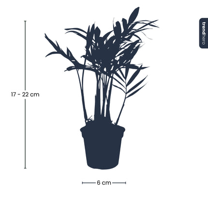 Bergpalme - Chamaedorea elegans 'baby' - Terrarienpflanze