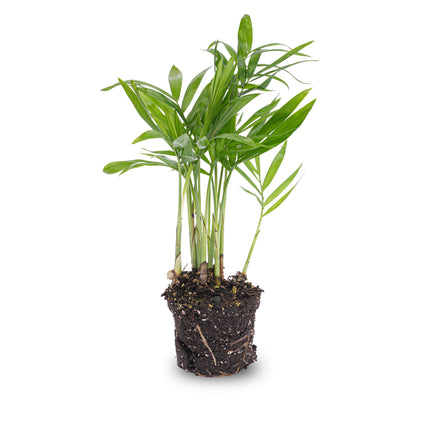 Bergpalme - Chamaedorea elegans 'baby' - Terrarienpflanze
