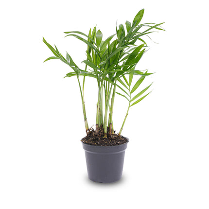 Bergpalme - Chamaedorea elegans 'baby' - Terrarienpflanze