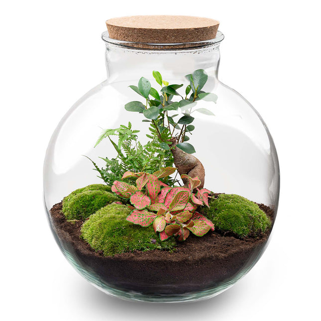 Bolder Bob Bonsai - Planten Terrarium - DIY kit - Ecosysteem plant - Ø 31 cm ↑ 30 cm