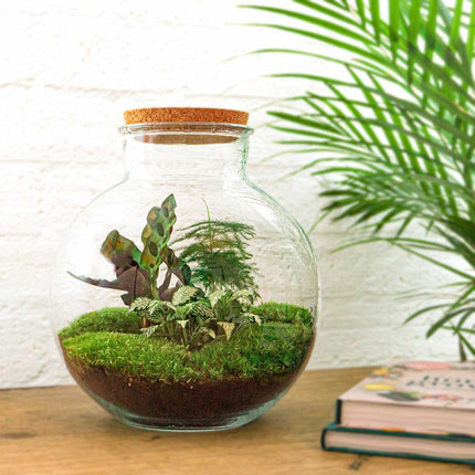 Bolder Bob - Terrarium - Kit DIY jardin en bouteille - Ø 31 cm ↑ 30 cm