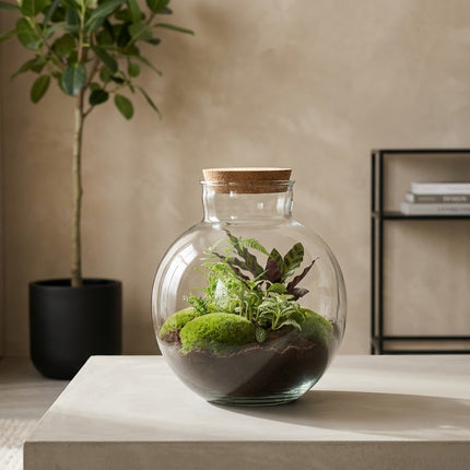 Bolder Bob - Terrarium - Kit DIY jardin en bouteille - Ø 31 cm ↑ 30 cm