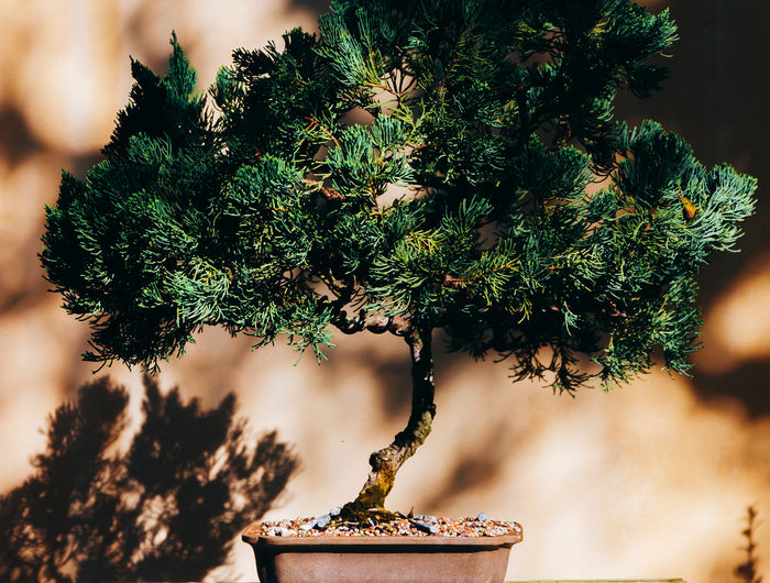 Bonsai - Terrarium, Bomen en Gereedschap