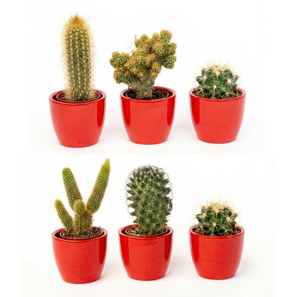 Cactussen set van 3 met rode mini-pot - Mix van levende cactussen - ↑ 8-12 cm